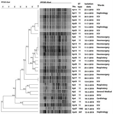 Molecular Epidemiology and Drug Resistant Mechanism of Carbapenem-Resistant Klebsiella pneumoniae in Elderly Patients With Lower Respiratory Tract Infection